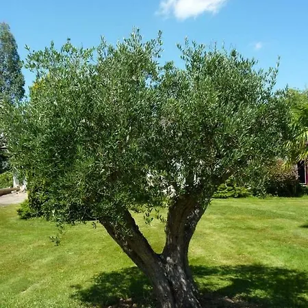 B&B Les Cedres Miélan